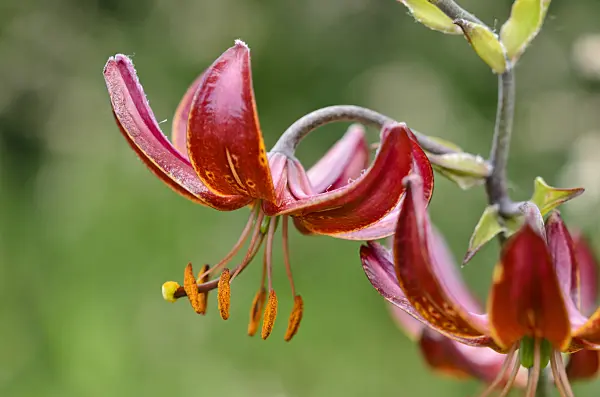 521147 - Turk's cap lily (Lilium martagon 'Claude Shride')