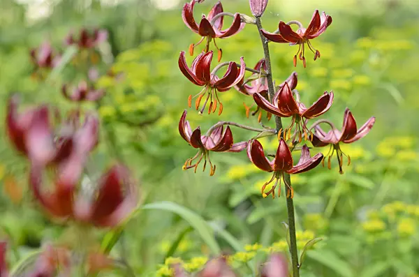 521152 - Turk's cap lily (Lilium martagon 'Claude Shride')