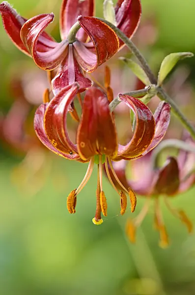 521153 - Turk's cap lily (Lilium martagon 'Claude Shride')