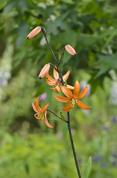 521149 - Turk's cap lily (Lilium martagon 'Orange Marmelade')
