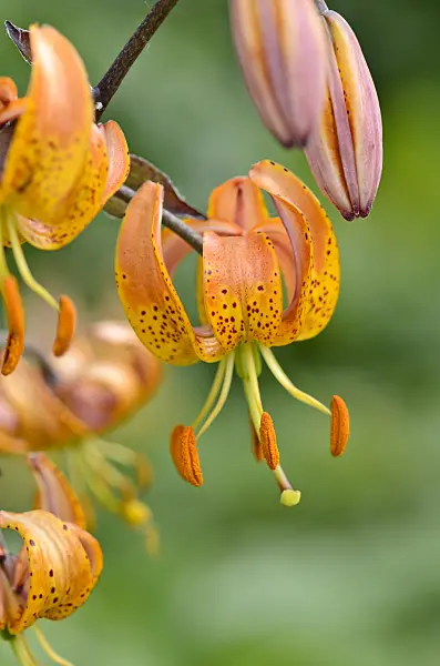 521150 - Turk's cap lily (Lilium martagon 'Terrace City')