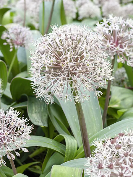 438011 - Turkestan allium (Allium karataviense)