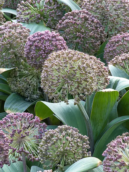 449014 - Turkestan allium (Allium karataviense)