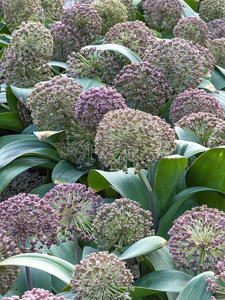 449015 - Turkestan allium (Allium karataviense)