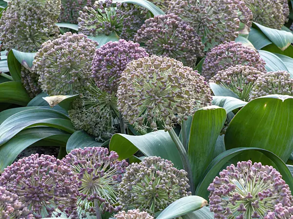 449016 - Turkestan allium (Allium karataviense)