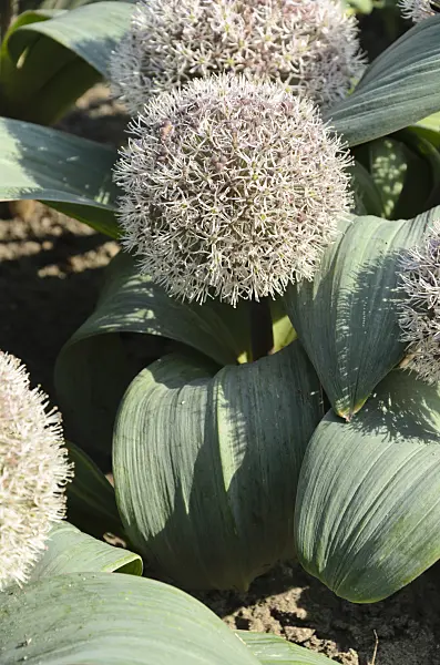 496205 - Turkestan allium (Allium karataviense)