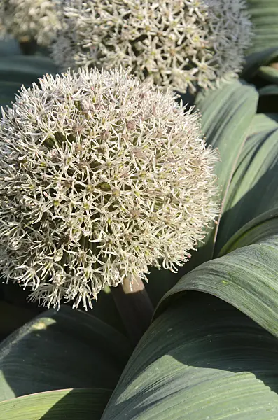 496206 - Turkestan allium (Allium karataviense)