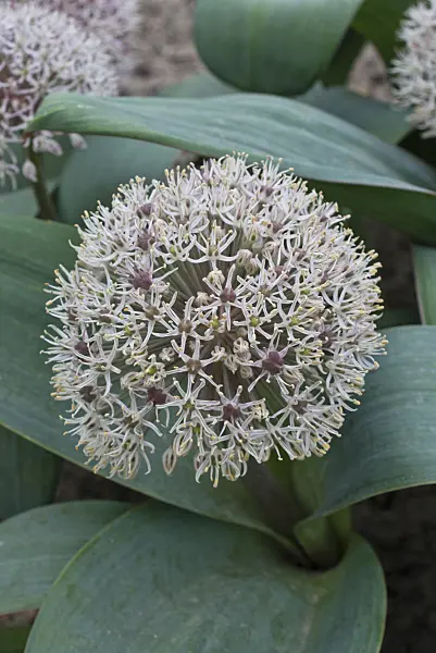 556141 - Turkestan allium (Allium karataviense)