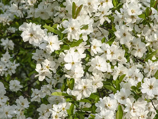 448034 - Turkestan pearl bush (Exochorda korolkowii)