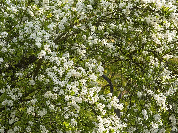 448035 - Turkestan pearl bush (Exochorda korolkowii)