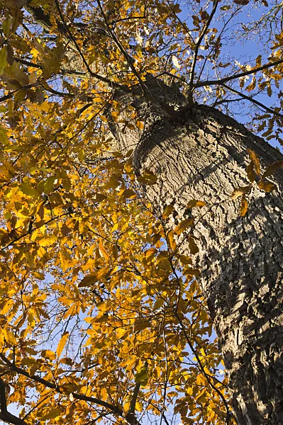 515005 - Turkey oak (Quercus cerris)