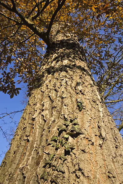 515006 - Turkey oak (Quercus cerris) and common ivy (Hedera helix)