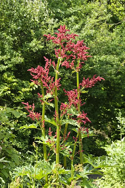 484278 - Turkey rhubarb (Rheum palmatum)