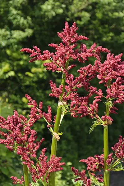 484279 - Turkey rhubarb (Rheum palmatum)