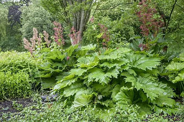 593174 - Turkey rhubarb (Rheum palmatum)
