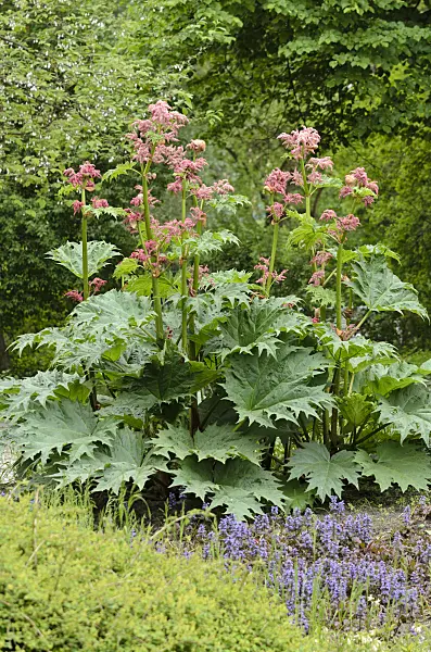 520285 - Turkey rhubarb (Rheum palmatum var. tanguticum)