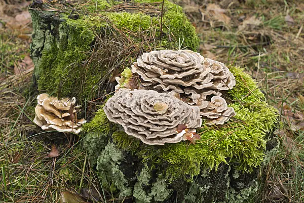 554022 - Turkey tail (Trametes versicolor)