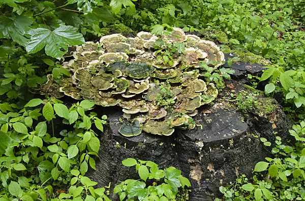 520355 - Turkey tail (Trametes versicolor) on a tree stump