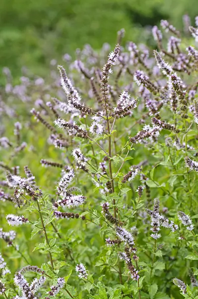 487165 - Turkish spearmint (Mentha spicata var. crispa)
