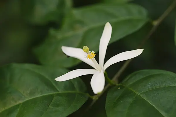 480016 - Turraea heterophylla