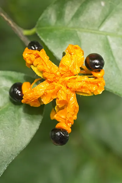 557039 - Turraea heterophylla