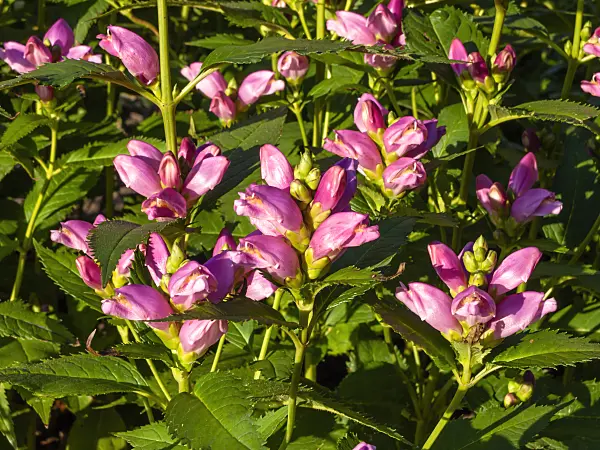 428306 - Turtlehead (Chelone obliqua)