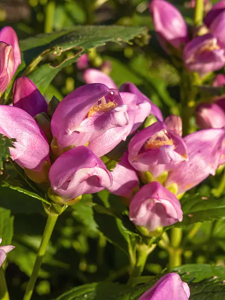 428307 - Turtlehead (Chelone obliqua)