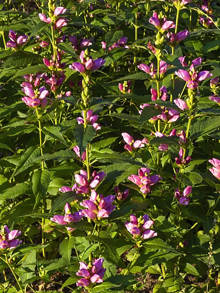 428308 - Turtlehead (Chelone obliqua)