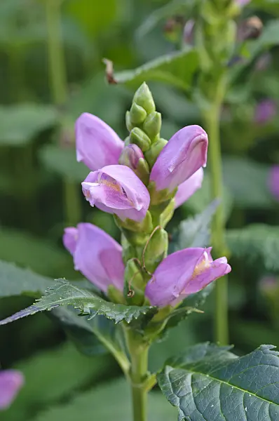 475160 - Turtlehead (Chelone obliqua)