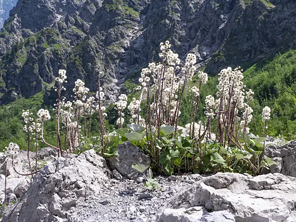 439145 - Tussilage (Tussilago farfara)