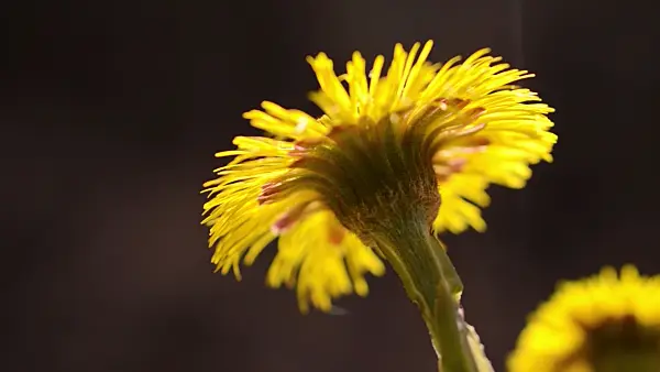 506056 - Tussilage (Tussilago farfara)
