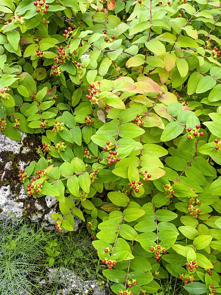 450018 - Tutsan (Hypericum androsaemum)