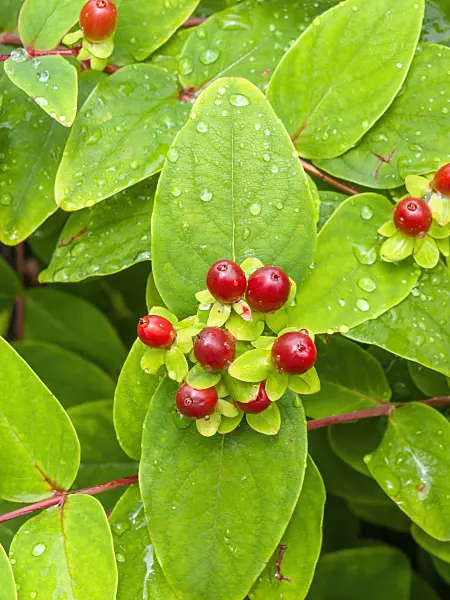 450046 - Tutsan (Hypericum androsaemum)