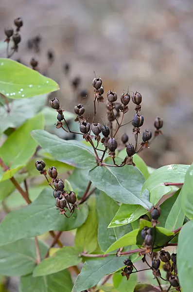 527049 - Tutsan (Hypericum androsaemum)