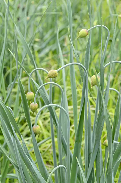 508107 - Twistedleaf garlic (Allium obliquum)