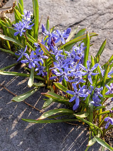 436081 - Two-leaf squill (Scilla bifolia)