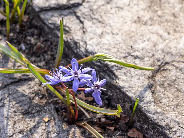 436082 - Two-leaf squill (Scilla bifolia)
