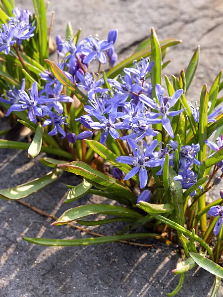 436084 - Two-leaf squill (Scilla bifolia)