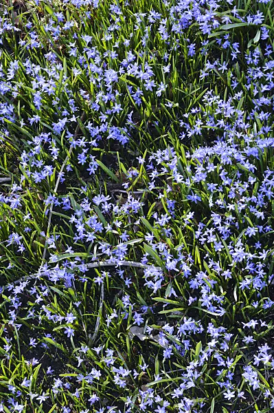 470100 - Two-leaf squill (Scilla bifolia)