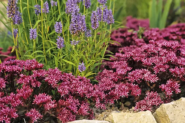 380027 - Two row stonecrop (Sedum spurium 'Fuldaglut' syn. Phedimus spurius 'Fuldaglut')