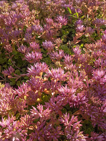 415011 - Two row stonecrop (Sedum spurium syn. Phedimus spurius)