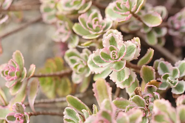 487186 - Two row stonecrop (Sedum spurium 'Tricolor' syn. Phedimus spurius 'Fuldaglut')