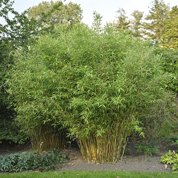 517066 - Umbrella bamboo (Fargesia murieliae 'Frya' syn. Thamnocalamus spathaceus 'Frya')
