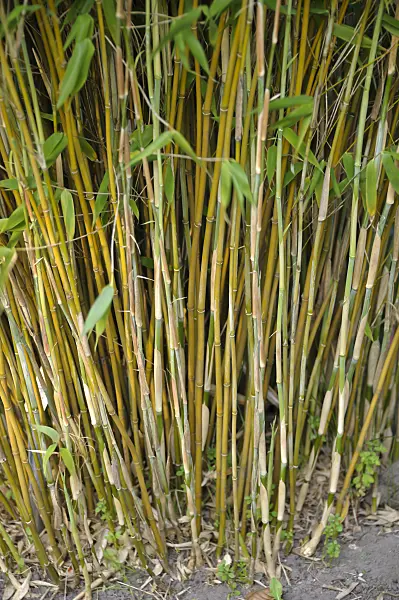 517067 - Umbrella bamboo (Fargesia murieliae 'Frya' syn. Thamnocalamus spathaceus 'Frya')