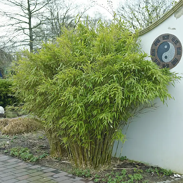 502199 - Umbrella bamboo (Fargesia murieliae 'Jumbo' syn. Thamnocalamus spathaceus 'Jumbo')