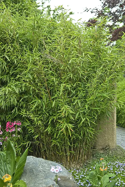 517065 - Umbrella bamboo (Fargesia murieliae 'Jumbo' syn. Thamnocalamus spathaceus 'Jumbo')