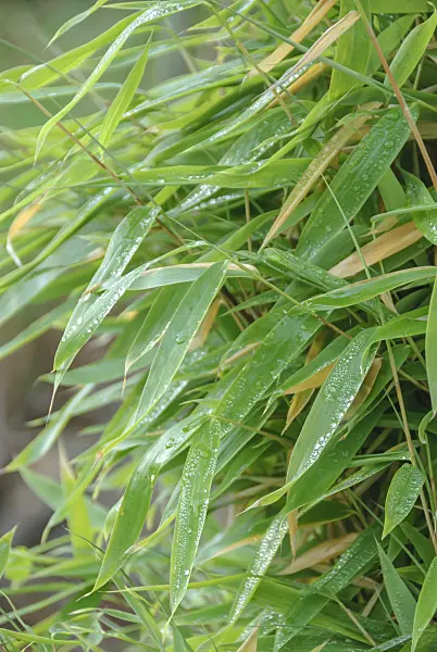 535273 - Umbrella bamboo (Fargesia murieliae 'Jumbo' syn. Thamnocalamus spathaceus 'Jumbo')