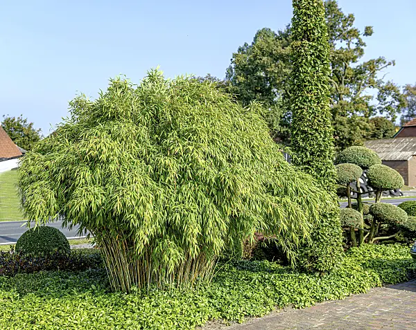 607046 - Umbrella bamboo (Fargesia murieliae 'Jumbo' syn. Thamnocalamus spathaceus 'Jumbo')