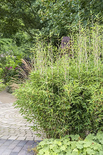 651268 - Umbrella bamboo (Fargesia murieliae 'Red Zebra' syn. Thamnocalamus spathaceus 'Red Zebra')
