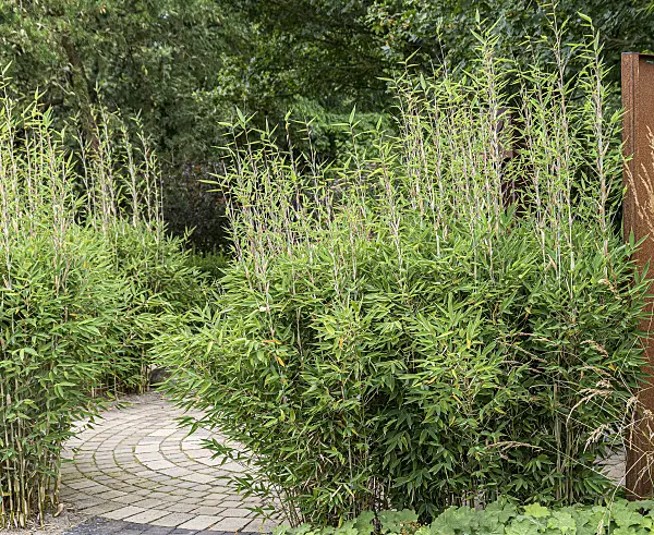 651269 - Umbrella bamboo (Fargesia murieliae 'Red Zebra' syn. Thamnocalamus spathaceus 'Red Zebra')
